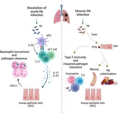 Gearing up for battle: Harnessing adaptive T cell immunity against gram-negative pneumonia